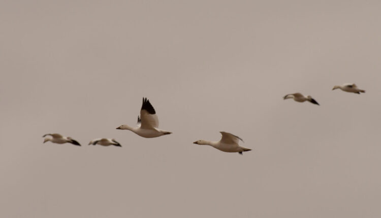 How Biden's expanded endangered species protections help Pa. birds
