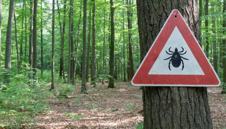 Lyme disease protection: No vaccine yet, but an antibody shot could soon provide immunity | Opinion