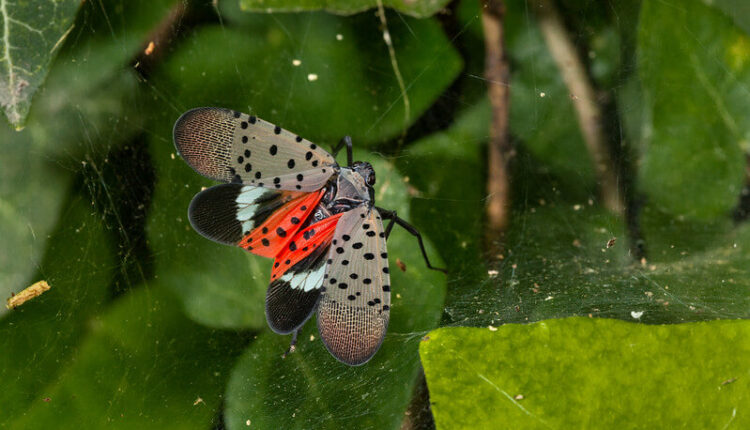 State officials throw their support behind ‘collaborative’ efforts to combat invasive species