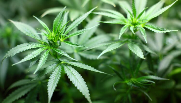 Attorney: Pa.'s med.marijuana regulatory backlog is at a 'crisis' state | Wednesday Morning Coffee