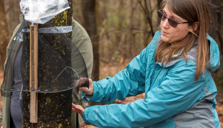 Ag officials urge residents to trap invasive Spotted Lanternflies | Five for the Weekend