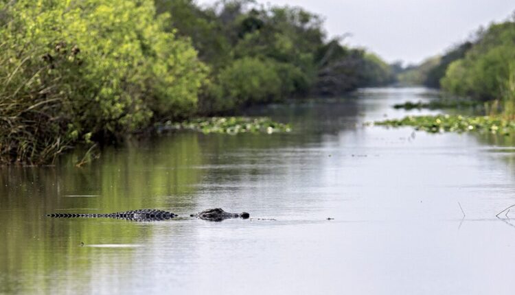 FWC: Learn how to be alligator aware | News, Sports, Jobs