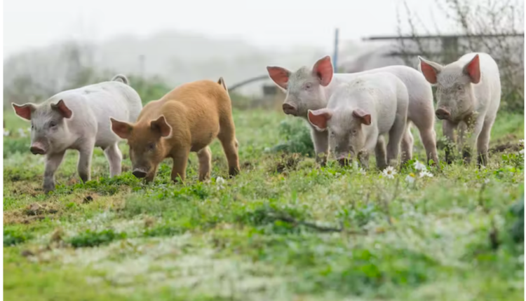 Pig farming may evoke images like this, but the reality for most commercial pork production is very different. linephoto via Getty Images