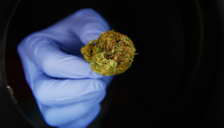 State medical cannabis programs failing to make enough progress, advocacy group finds